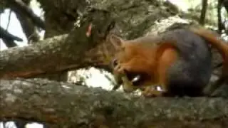 sincap3.flv