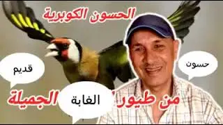 شريط حسون قديم من وكر الغابة تاروميت مالين بادريس بادريس