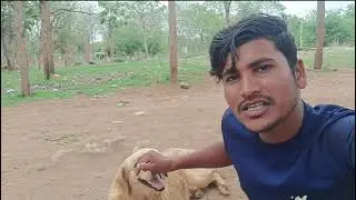 Dog comedy funny || Comedy funny video || SKR EDITOR comedy
