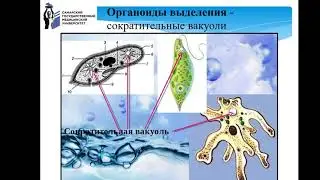 1 практич  эиос