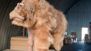 Meet Sasha, the 10,000 Year Old Baby Woolly Rhino