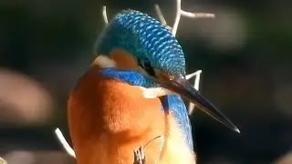 503 Kingfisher's territory