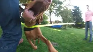 Playing Dogs in Super Slow Motion - GoPro HERO6 & Karma Grip