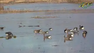 Дикие гуси прилетели в деревню