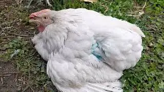 Курица хрипит,кашляет,отказывается от корма.