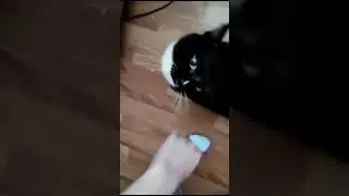 Черный котик ест сухой корм