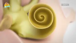 Как мы слышим?