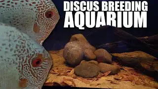 Breeding Discus fish in a natural aquarium