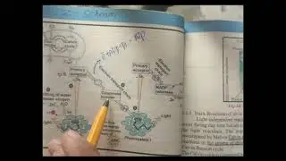 Non cyclic electron transport chain for 1 st year. Non cyclic photophosphorylation by YasirIqbal 