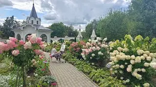 Приглашаем!Август в Раевском саду.