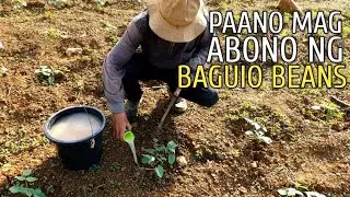 PAANO MAG ABONO NG BAGUIO BEANS DURING EARLY STAGE