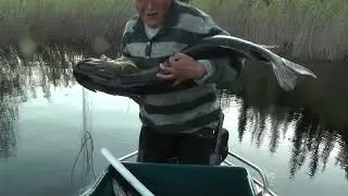 Попалась щука монстр!!!