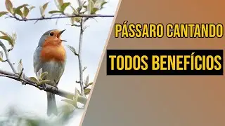 Pássaro Cantando: 6 Benefícios de Apreciar!