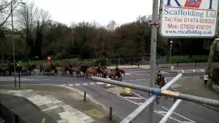 London Greenwich horses