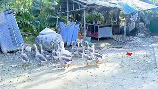 @FighterCockSportBird #lovely gooses #chicken#pets #fighter rooster in my farm #home breeds