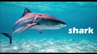 Sea animals | Talking flashcards