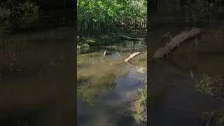 Nesse dia eu comi muita traira