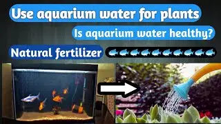 Use aquarium water for your gardening || Natural Fertilizer || Full of nutrients ||