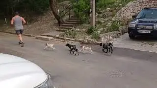Russian Spaniel Part 4 Walking and Finding Homes for the Puppies