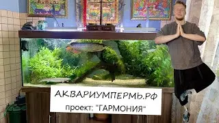 АКВАРИУМПЕРМЬ.РФ - Проект "Гармония"  - Аквариум с крупной азиатской арованой и живыми растениями