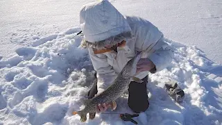 Ловля щуки на жерлицы в глухозимье / Fishing in Finland. Catching pike on live bait in winter.