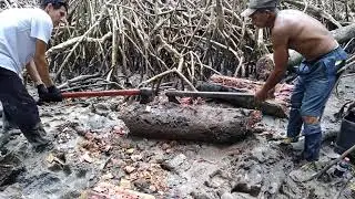 olha como se parte um tronco de mangueiro  para tirar o Turú , (Guajará) São Caetano/ Pa.