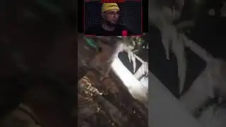 НАПАДЕНИЕ КРЕВЕТКИ