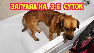 Как Пэкс загулял на 3 е суток, поиски Пэкса