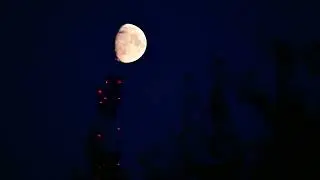 Тюмень, вечер в лесу. Парк им. Гагарина