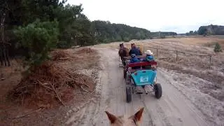 Соломахино Ранчо. Прогулка в полях. Пара гнедых.