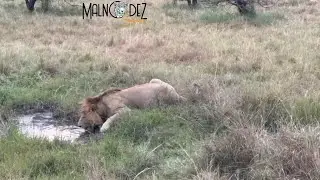 lion drinking water