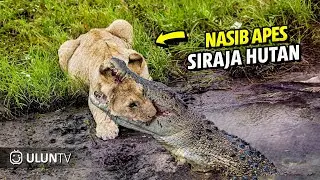 Extreme fights Lion vs Crocodile near the river, Wild Animals Attack