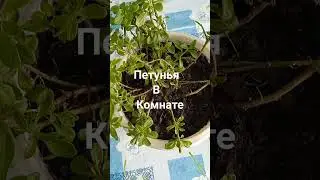 Сохраняю петунью до весны.