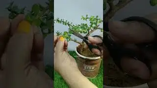 Jade Buddha Topiary/ #jade #topiary #buddha #jadeplant #hildacrafty #diy #zenspace