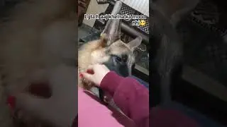 Gsd|tired may be?🤔#dog #youtubeshorts#shorts#viral #trendingshorts#subscribe#funny #shortsfeed#puppy