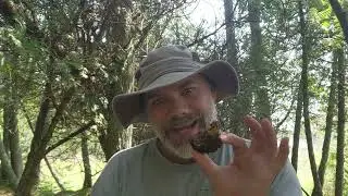 Three Chaga Myths DEBUNKED with The Mushroom Hunter