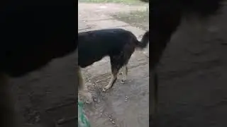 Голодная собака приходила к нам за чипсами 3 раза но мы ей не дали мы не знаем что будет