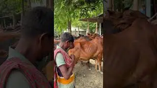 কাদের গরুর বেপারী।