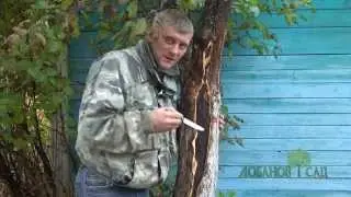 Покраска яблони