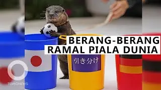 Berang-Berang Peramal Prediksi Jepang Menang Lawan Jerman
