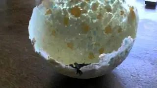 patye's ei