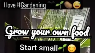 Grow food with or without water - Son or Natural light! #gardening #growth #life 🌱@tresebabe