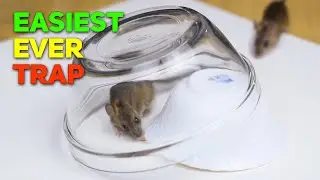 Glass Bowl Mouse Trap | How to Catch Mouse Easily at Home | Rat Trap Homemade