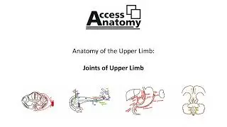 Anatomy of the Upper Limb 12 - Joints of Upper Limb