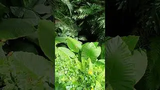 Niagara Falls Butterfly Conservatory