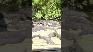 Huge Number of Alligators #shorts #alligators #gatorland