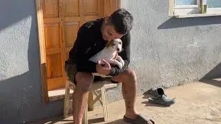 JACK RUSSELL FINDIK KIZ KOYUNLARIN PEŞİNDE