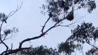 Crazy Koala Shit