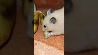 syrian hamster eating banana 🍌🍌🍌🍌 in the first time 🐹🐹