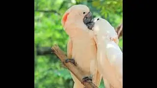 Nature video #paradiseofrelaxing #viral #nature #relaxing